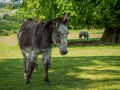 Two-Headed-Donkey